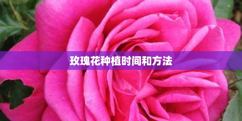 玫瑰花种植时间和方法