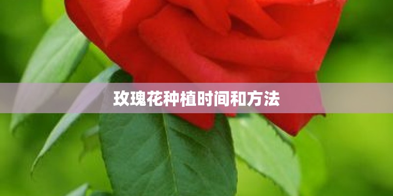 玫瑰花种植时间和方法