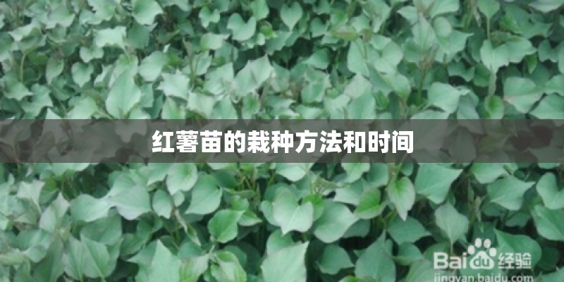 红薯苗的栽种方法和时间