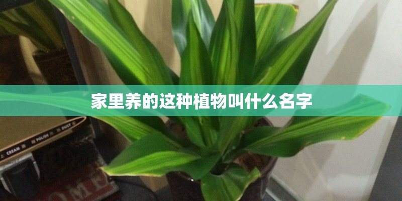 家里养的这种植物叫什么名字