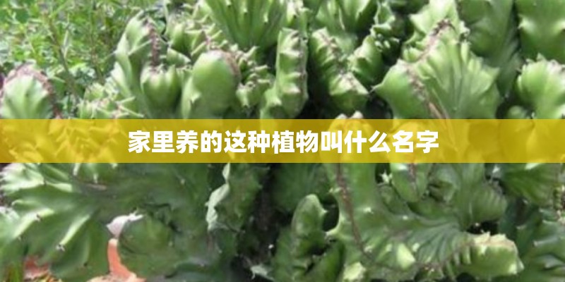 家里养的这种植物叫什么名字