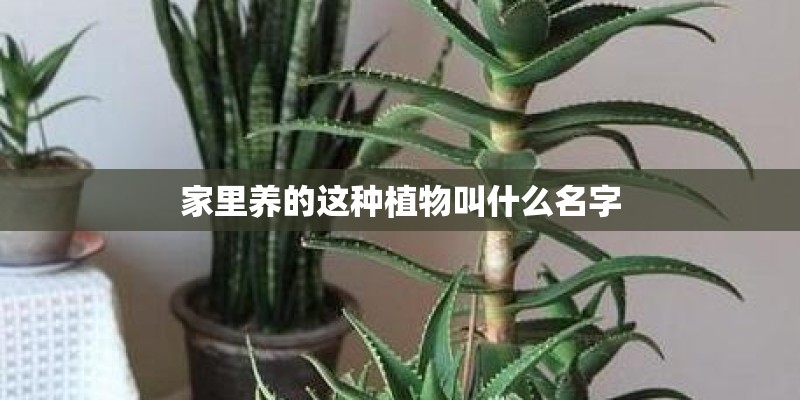 家里养的这种植物叫什么名字