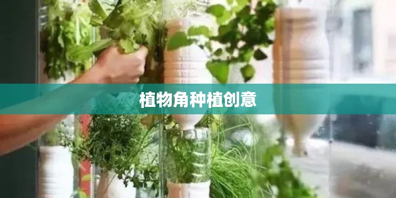 植物角种植创意