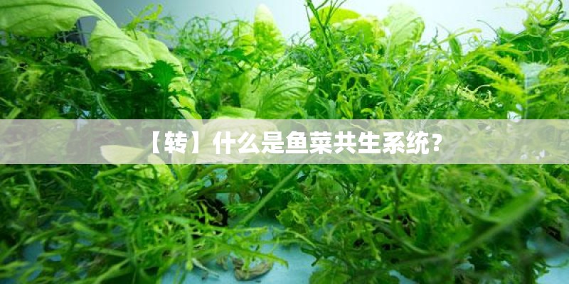 【转】什么是鱼菜共生系统？