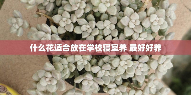什么花适合放在学校寝室养 最好好养
