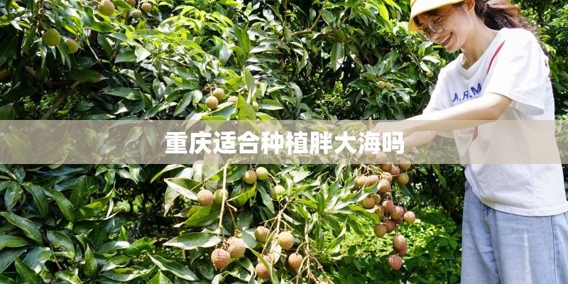 重庆适合种植胖大海吗