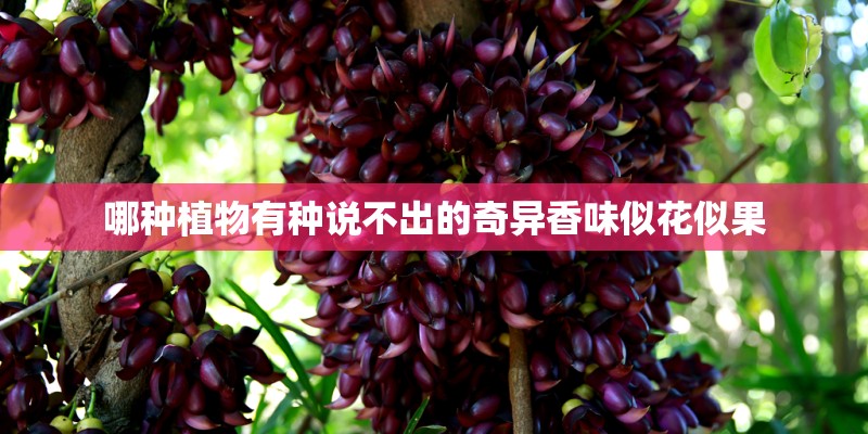 哪种植物有种说不出的奇异香味似花似果