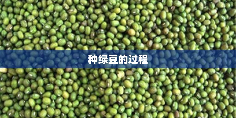 种绿豆的过程