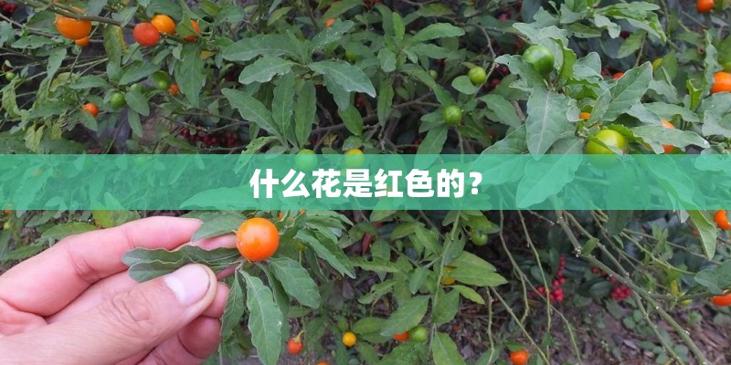什么花是红色的？