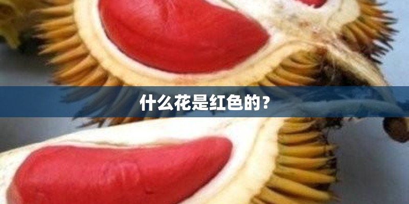 什么花是红色的？