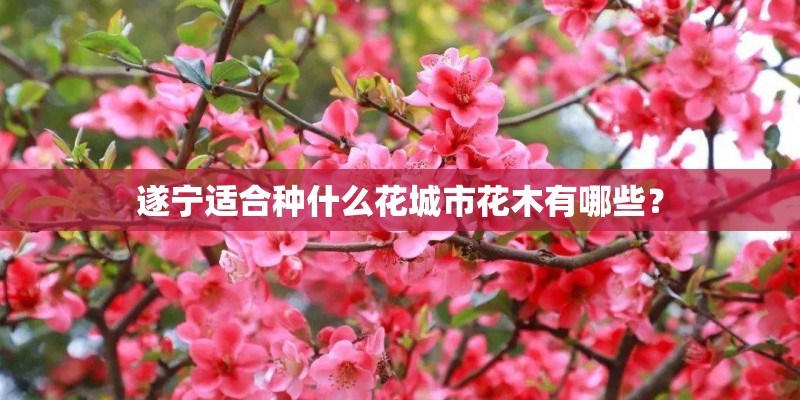 遂宁适合种什么花城市花木有哪些？