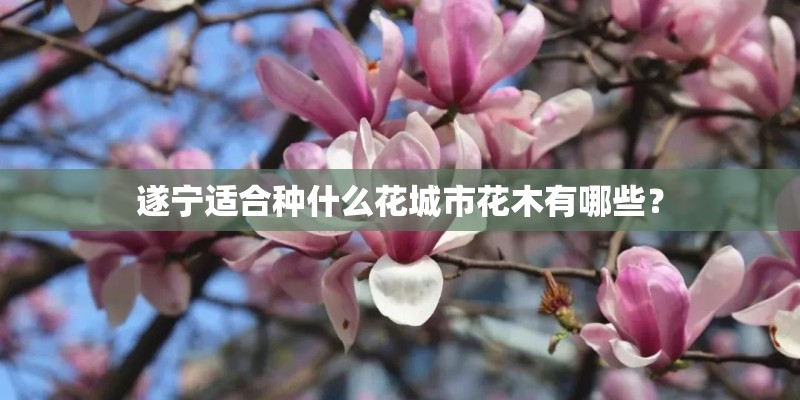 遂宁适合种什么花城市花木有哪些？