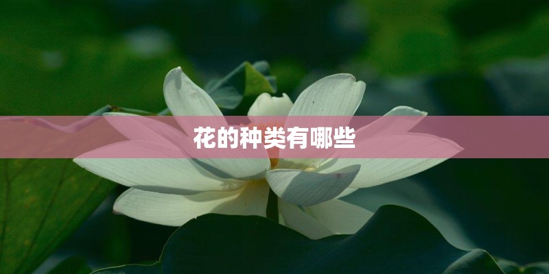 花的种类有哪些