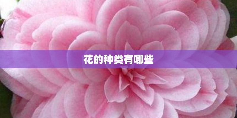花的种类有哪些