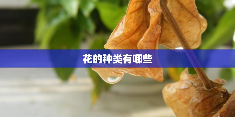 花的种类有哪些