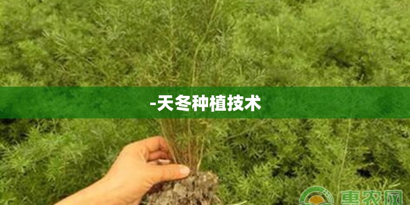 -天冬种植技术
