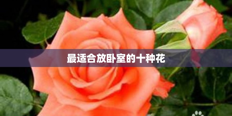 最适合放卧室的十种花