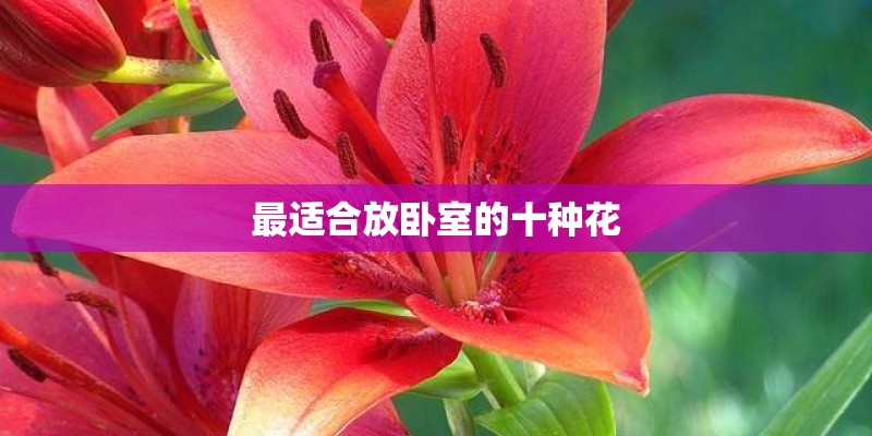 最适合放卧室的十种花