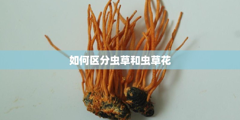 如何区分虫草和虫草花