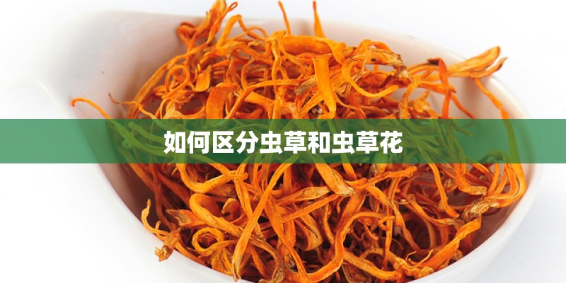 如何区分虫草和虫草花