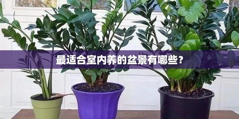 最适合室内养的盆景有哪些？