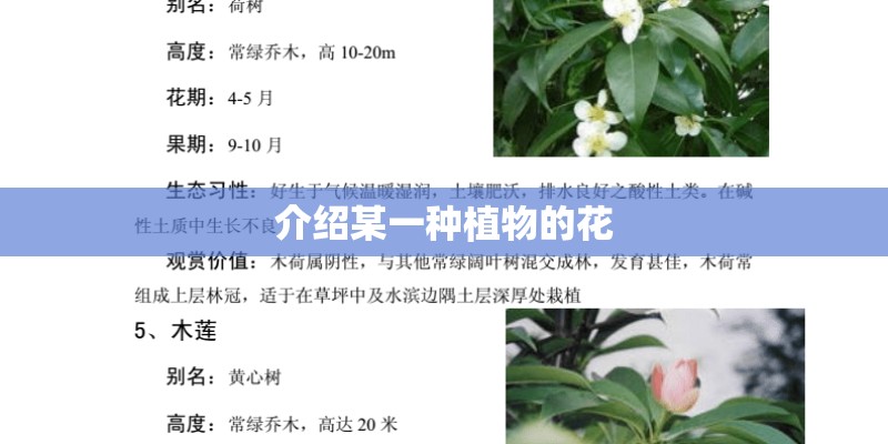 介绍某一种植物的花