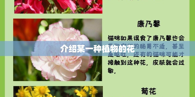 介绍某一种植物的花