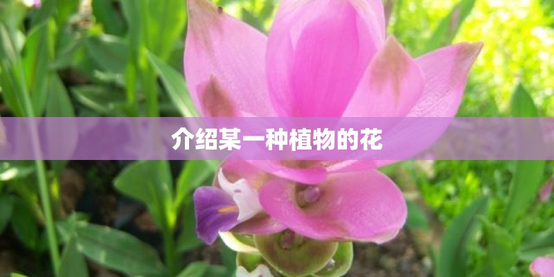 介绍某一种植物的花