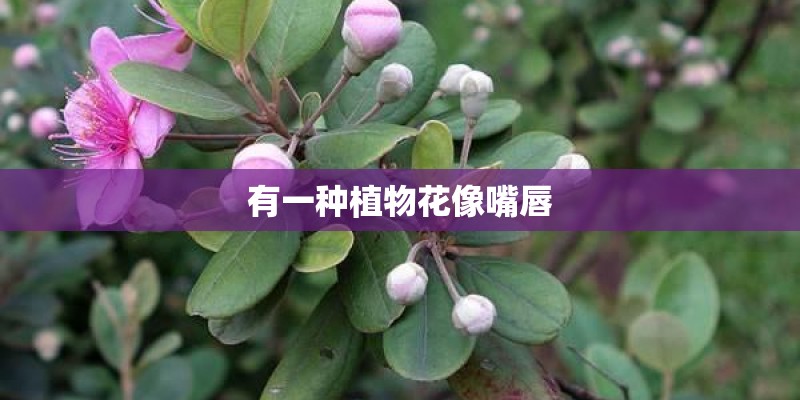 有一种植物花像嘴唇