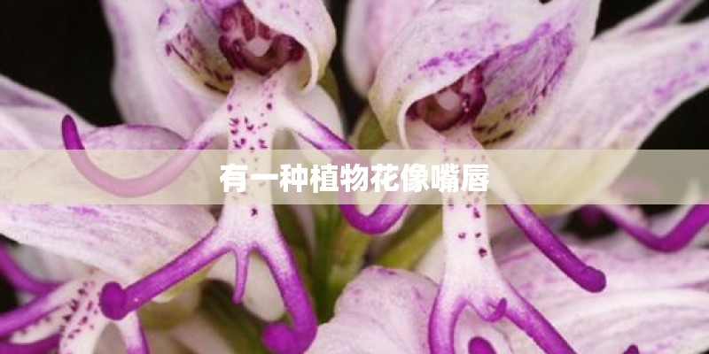 有一种植物花像嘴唇