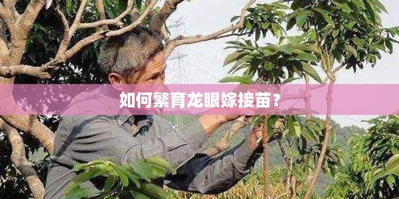 如何繁育龙眼嫁接苗？