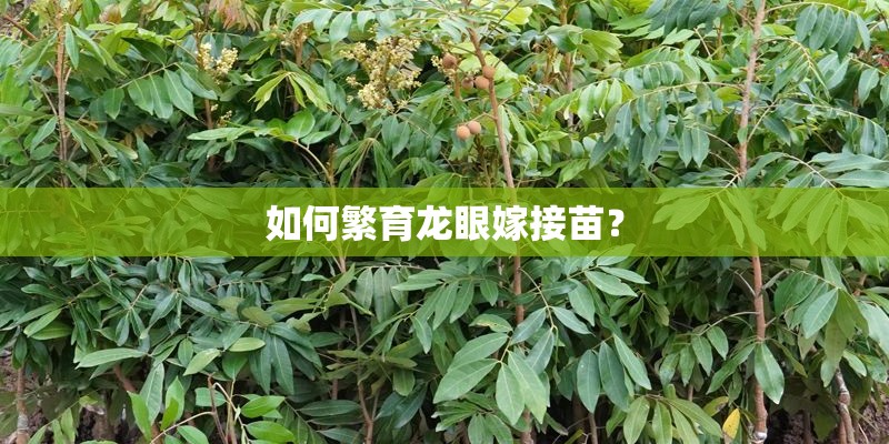 如何繁育龙眼嫁接苗？