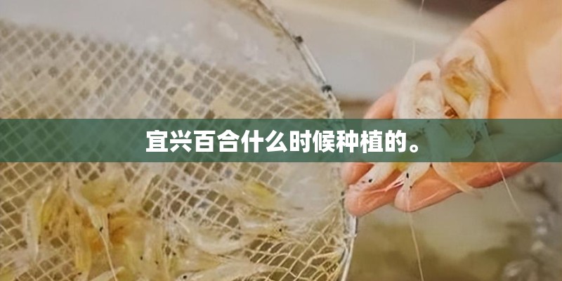 宜兴百合什么时候种植的。