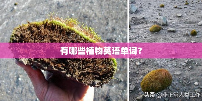 有哪些植物英语单词？