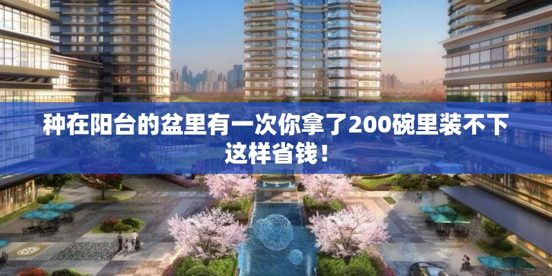 种在阳台的盆里有一次你拿了200碗里装不下这样省钱！