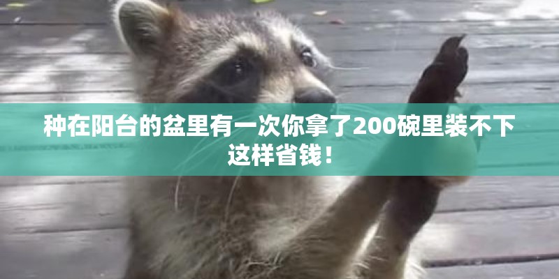 种在阳台的盆里有一次你拿了200碗里装不下这样省钱！