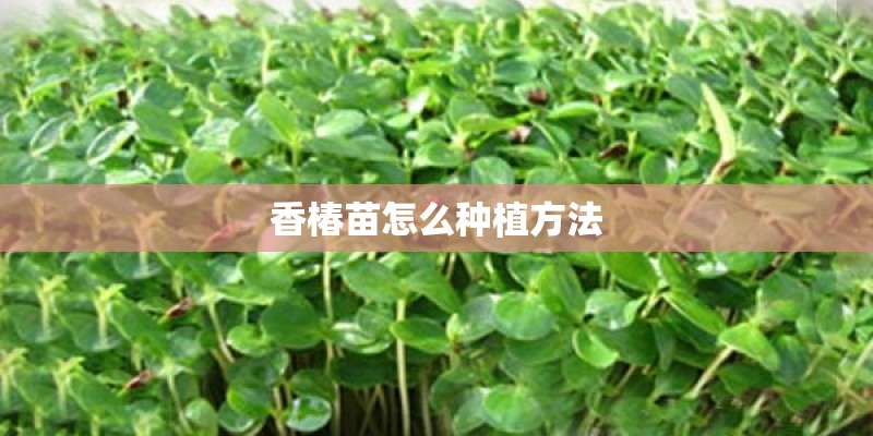 香椿苗怎么种植方法
