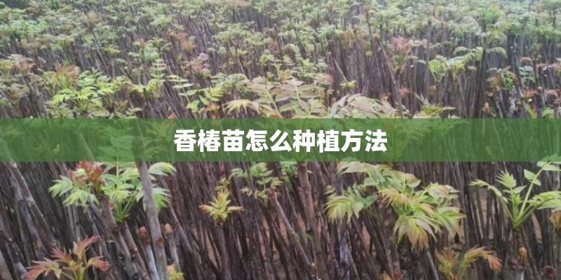 香椿苗怎么种植方法