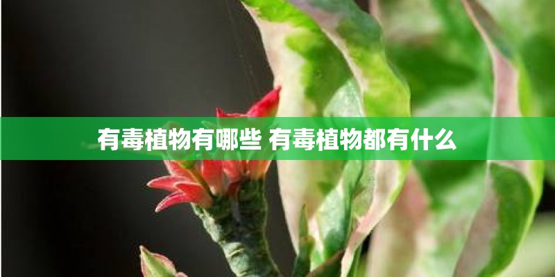 有毒植物有哪些 有毒植物都有什么
