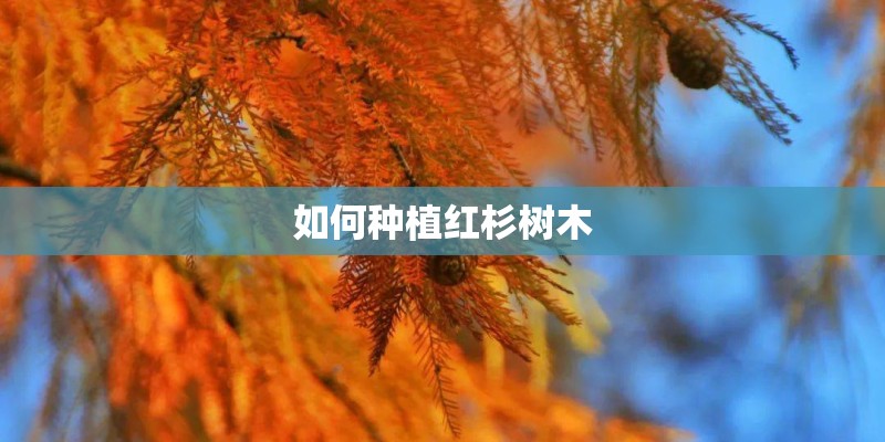 如何种植红杉树木