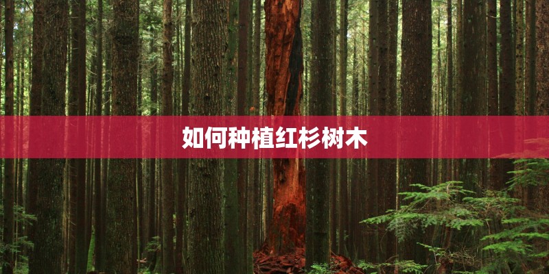 如何种植红杉树木