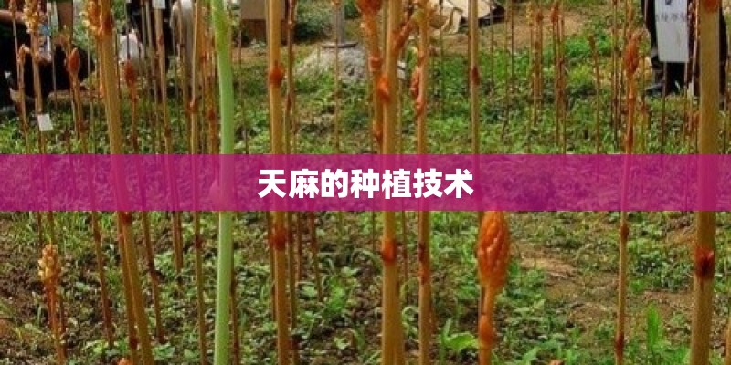 天麻的种植技术