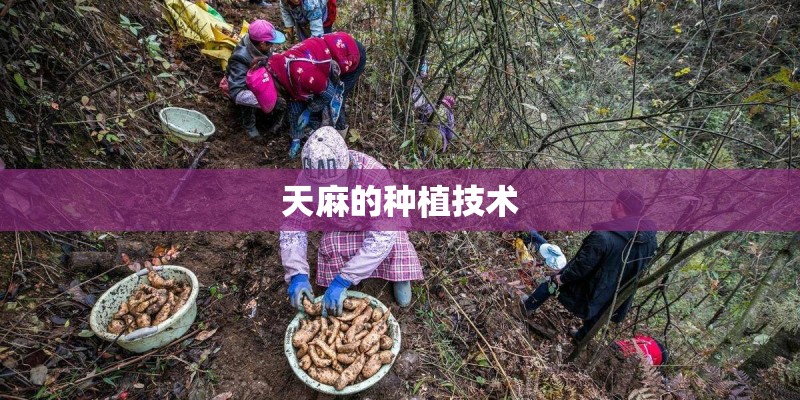 天麻的种植技术