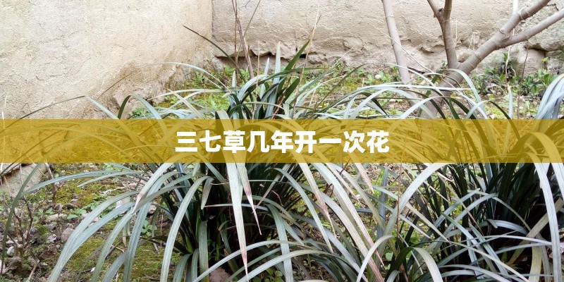 三七草几年开一次花