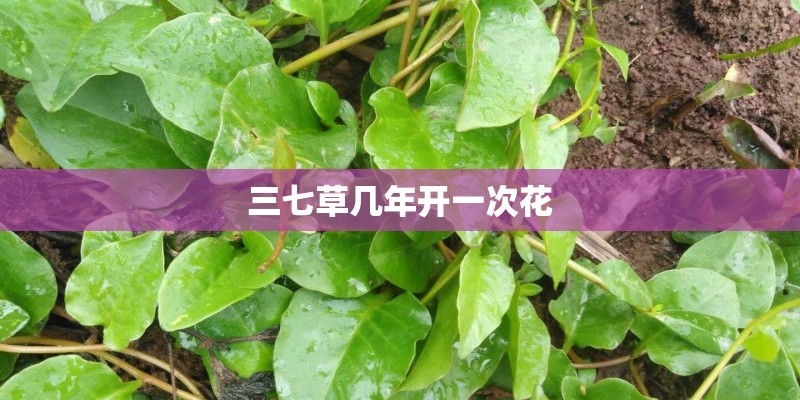 三七草几年开一次花