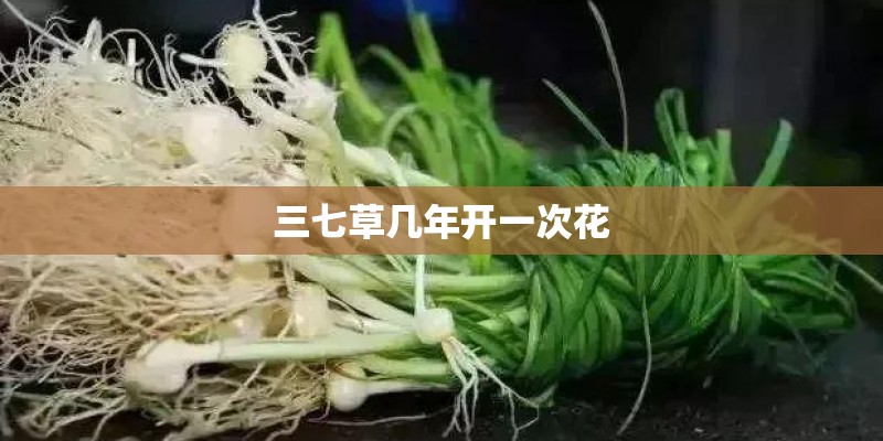 三七草几年开一次花