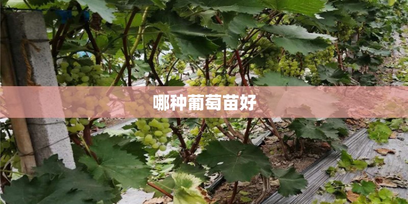 哪种葡萄苗好