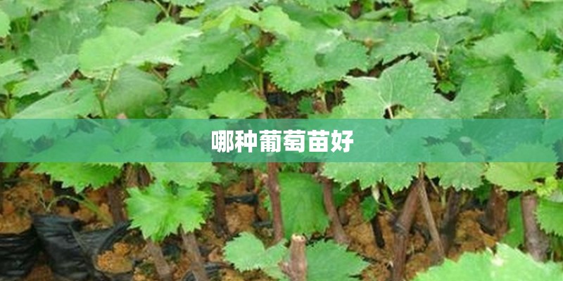 哪种葡萄苗好