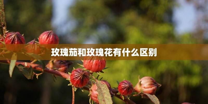 玫瑰茄和玫瑰花有什么区别