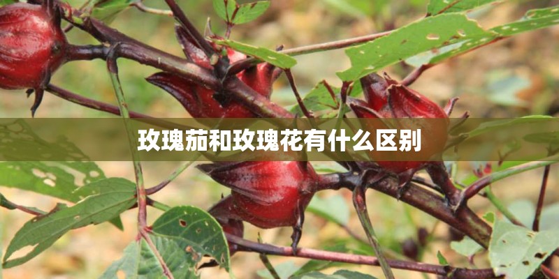 玫瑰茄和玫瑰花有什么区别